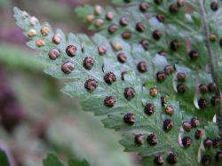 Parapolystichum microsorum. Abaxial surface of fertile frond showing mature, round sori, and reniform indusia.
 Image: L.R. Perrie © Leon Perrie CC BY-NC 3.0 NZ